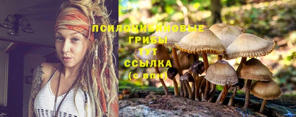 прущие грибы Баксан